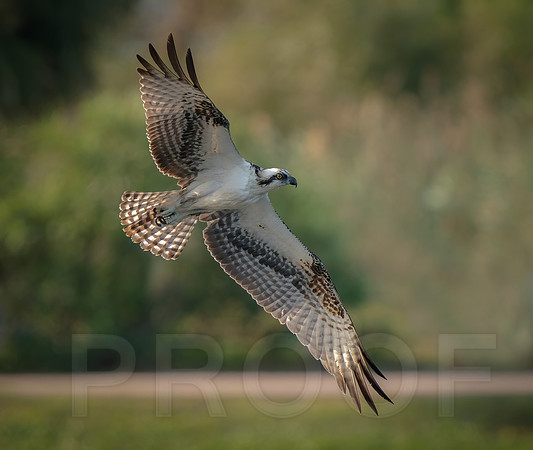 Osprey