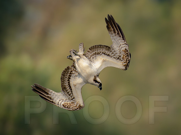 Osprey
