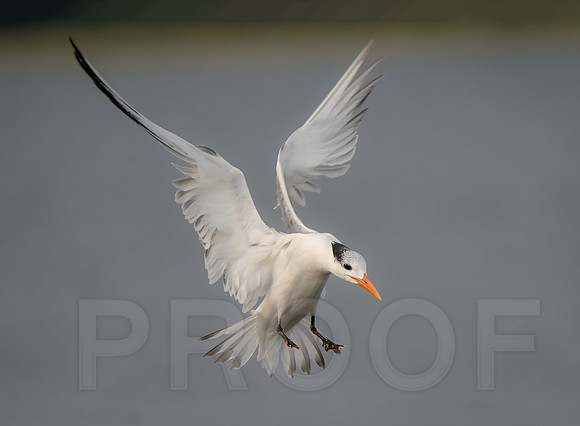 Royal Tern