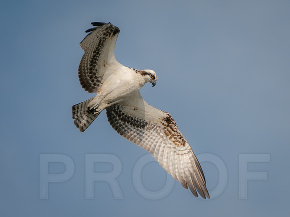 Osprey