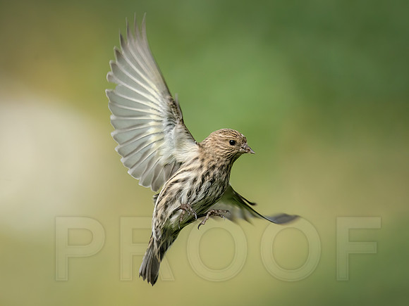 Pine Siskin