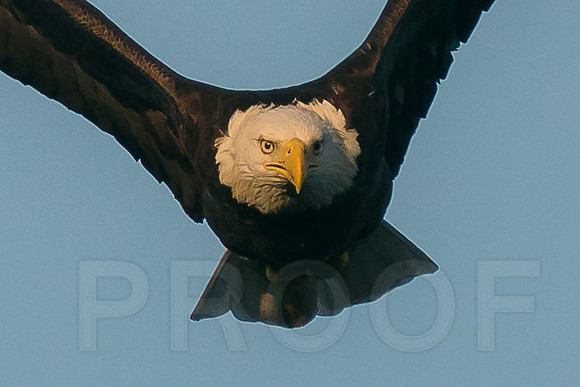 Bald Eagle