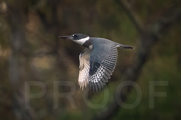 Belted Kingfisher