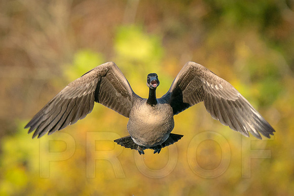 Canada Goose