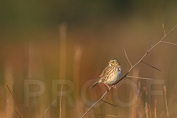 Savannah Sparrow