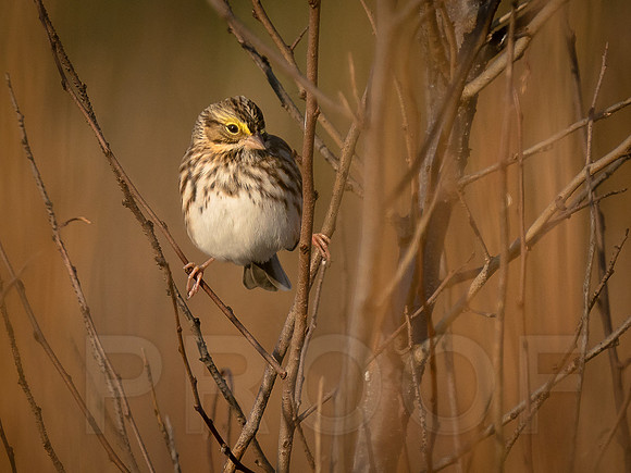 Savannah Sparrow