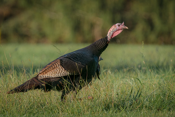 Wild Turkey