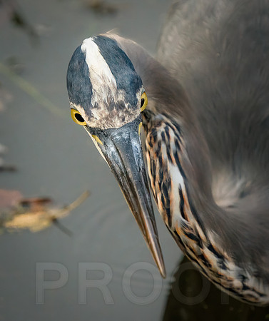Great Blue Heron