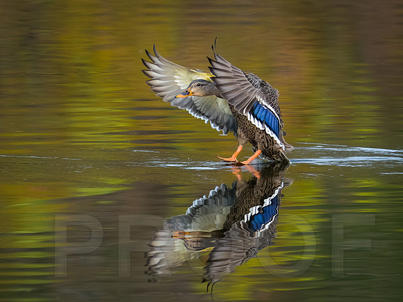 Mallard