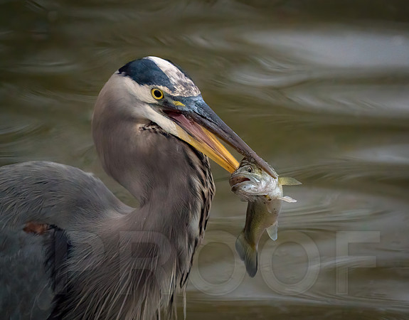 Great Blue Heron with bass