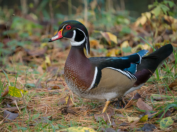 Wood Duck