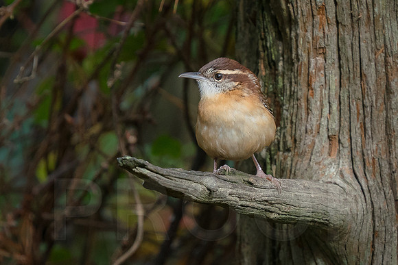 Carolina Wren