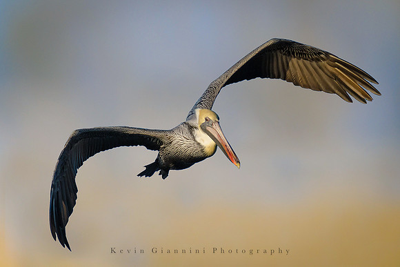 Brown Pelican