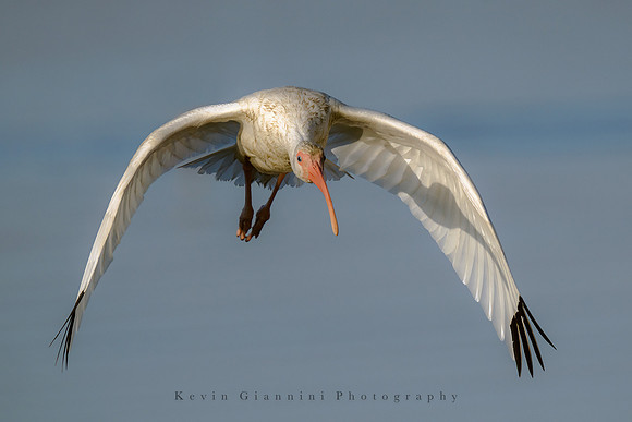 White Ibis