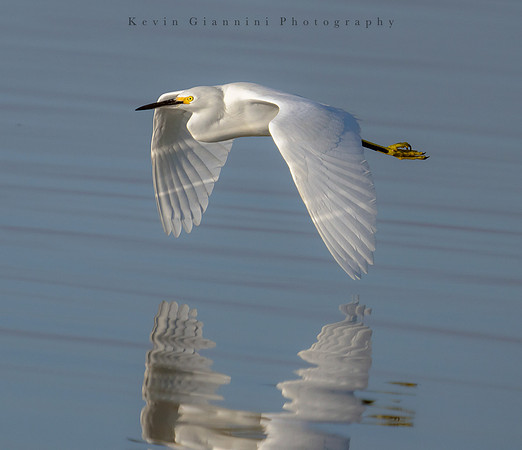 Snowy Egret