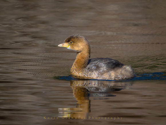 Pied-billed Grebe