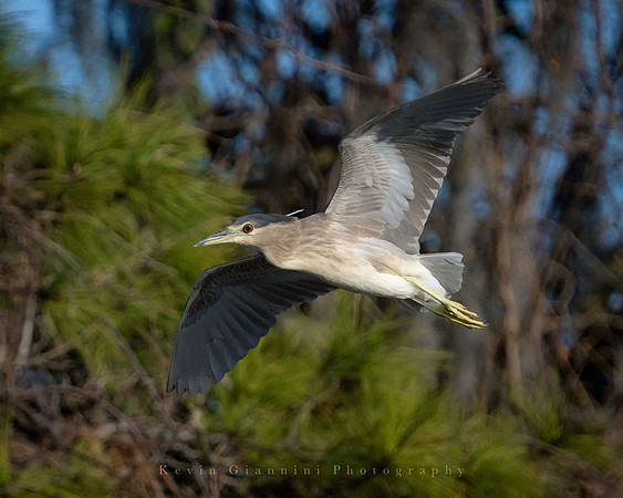 Black-crowned Night Heron