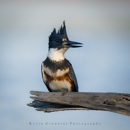 Belted Kingfisher