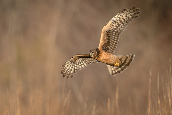Northern Harrier