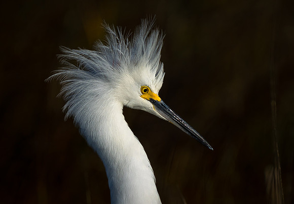 Snowy Egret
