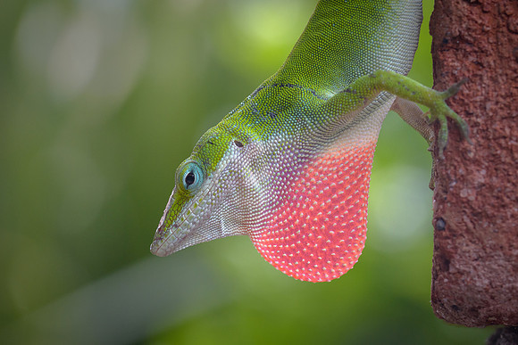 Carolina Anole