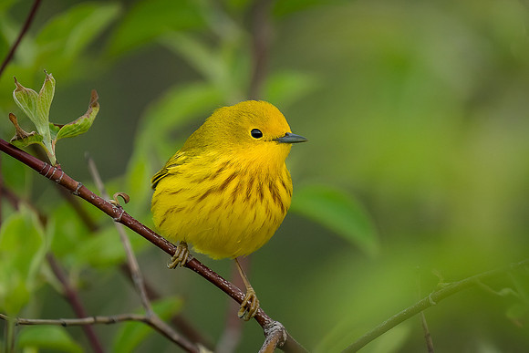 Yellow Warbler