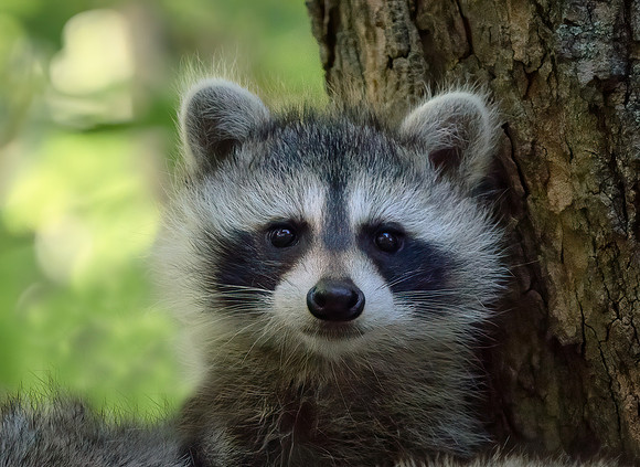 Baby Raccoon