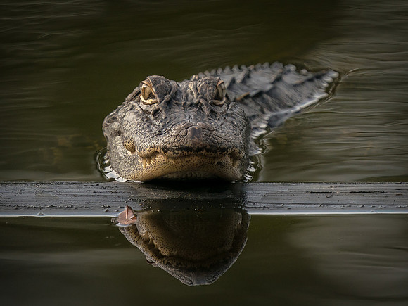 American Alligator