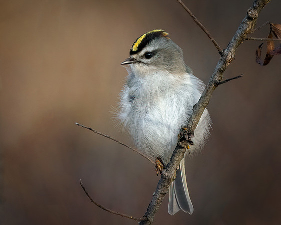 Golden-crowned Kinglet