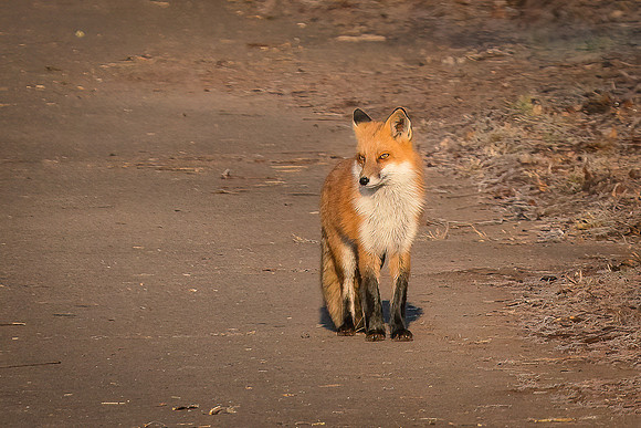 Red Fox