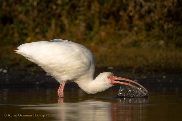 WHITE IBIS