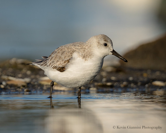 Sanderling