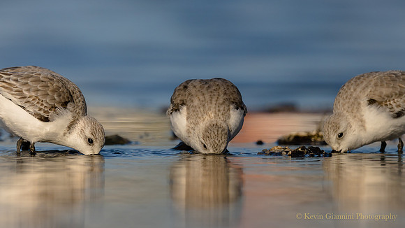 Sanderlings
