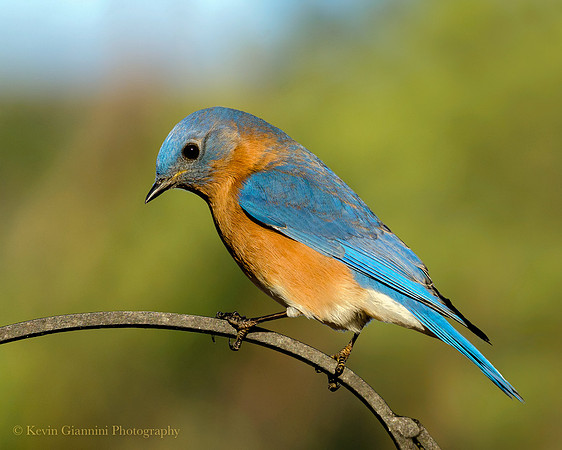 Eastern Blue Bird