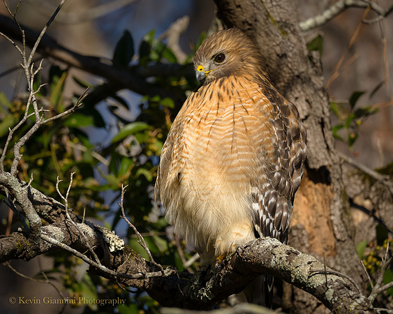 Red-shouldered Hawk