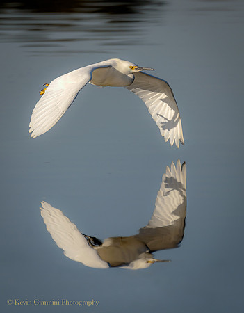 Snowy Egret reflection