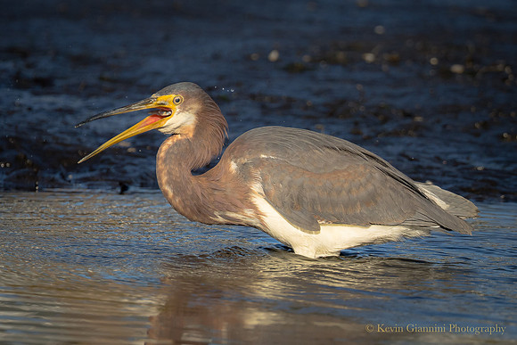 Tri-colored Heron