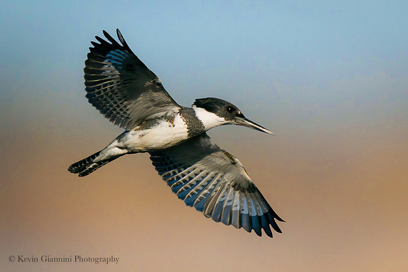 Belted Kingfisher