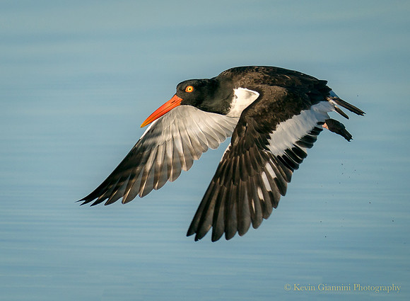 American Oystercatcher