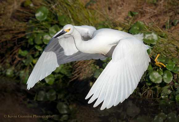 Snowy Egret