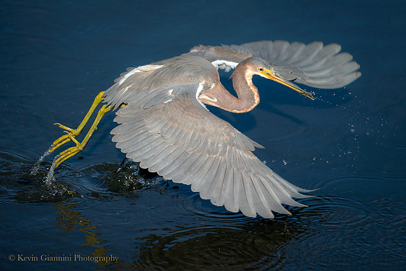 Tri-colored Heron