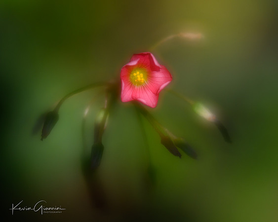 Pink Sorrel