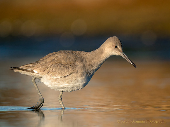 Willet