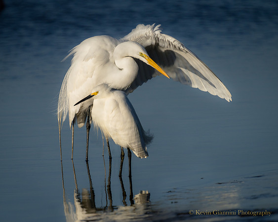 Snowy and a Great Egret
