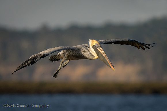 Brown Pelican