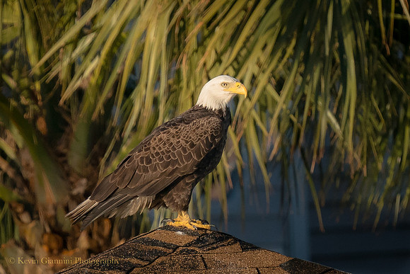 Bald Eagle
