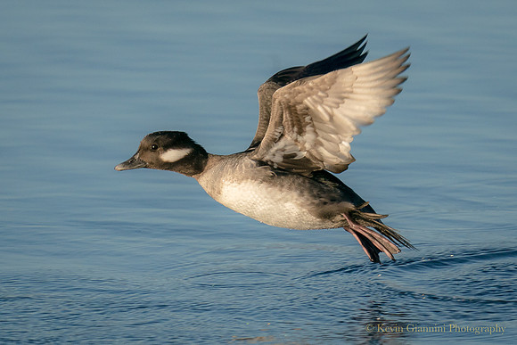Bufflehead