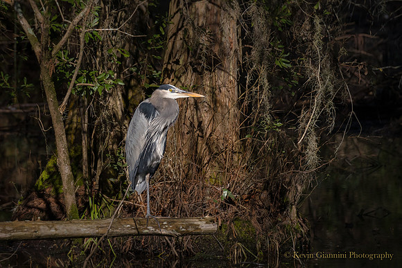 Great Blue Heron
