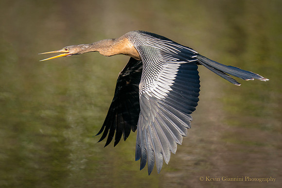 Anhinga