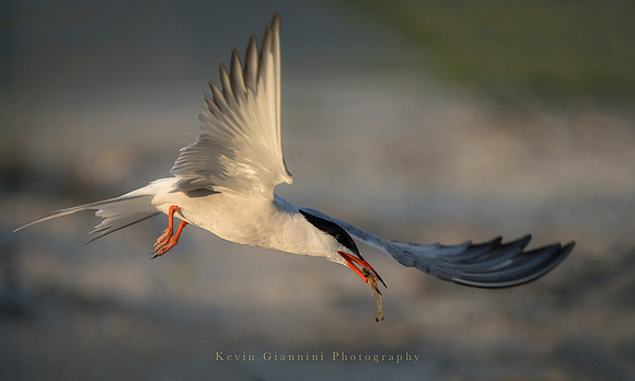 Black Skimmer